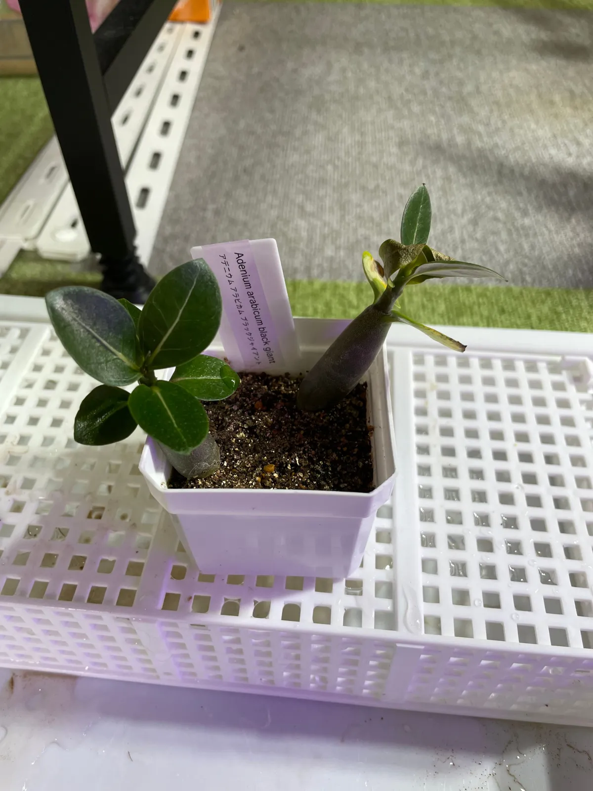 Adenium arabicum Black Giant (アデニウム アラビカム ブラックジャイアント)