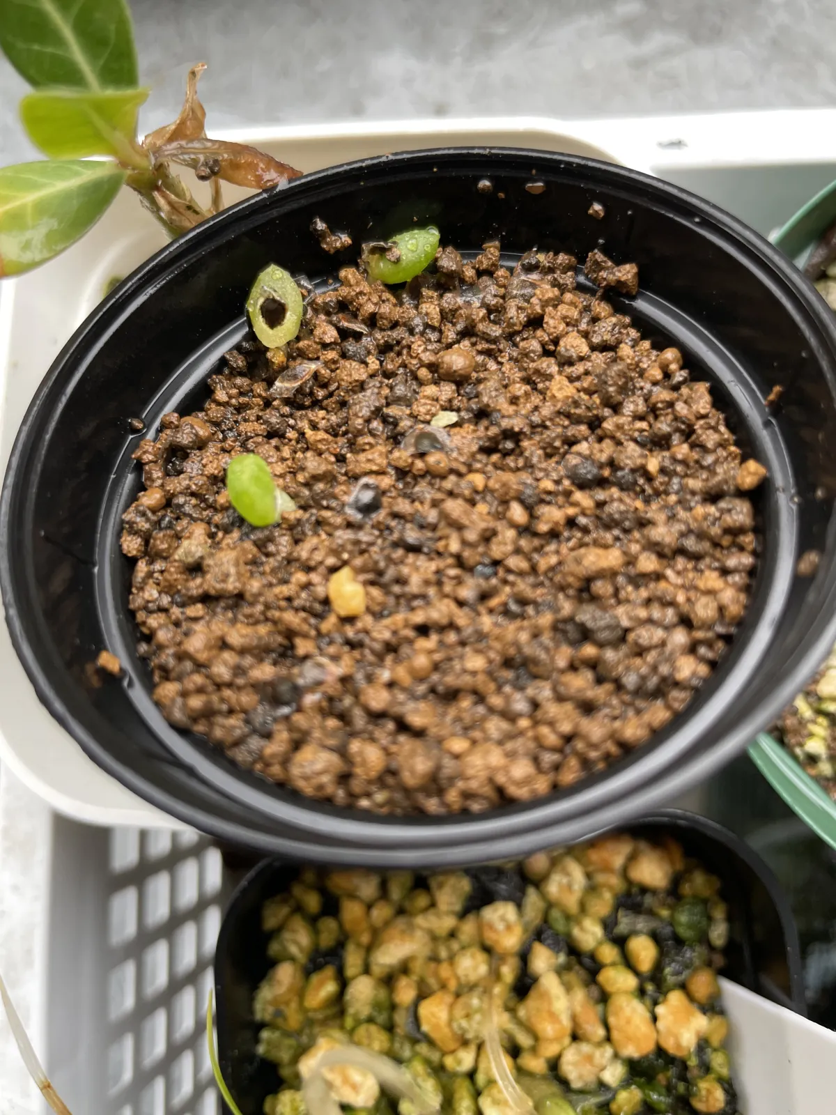 Aloe gariepensis (アロエ ガリエペンシス)