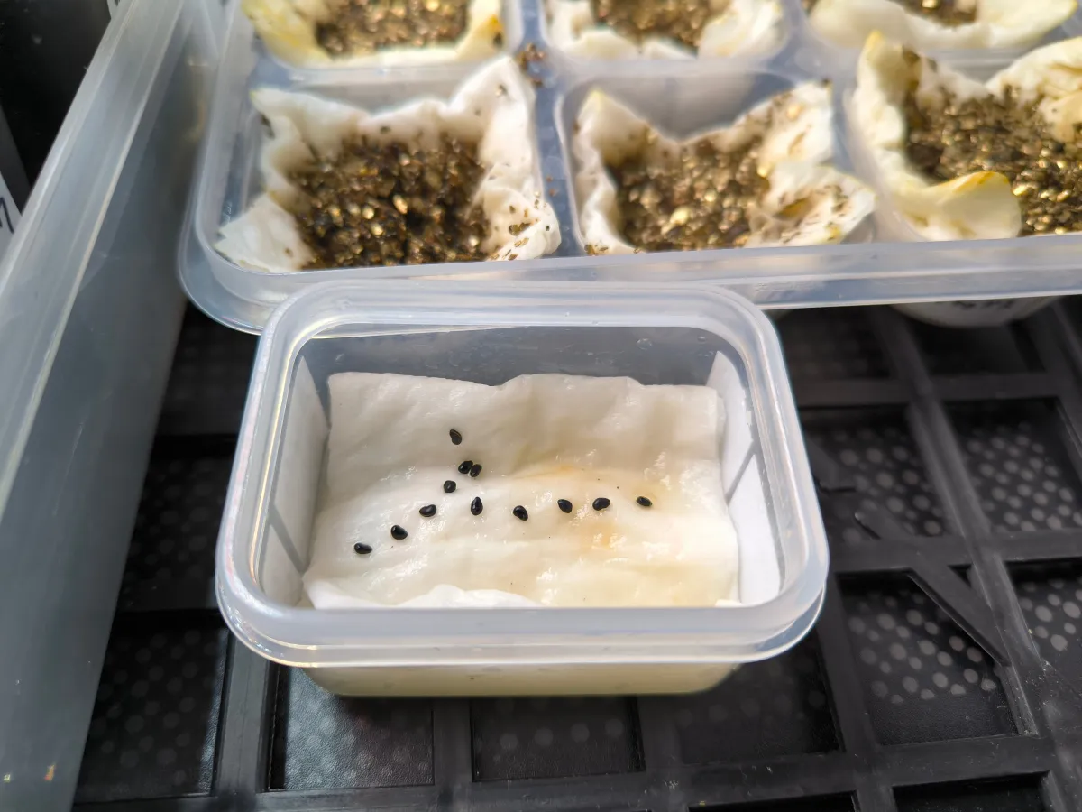 Ferocactus emoryi ssp. emoryi (フェロカクタス エモリー)