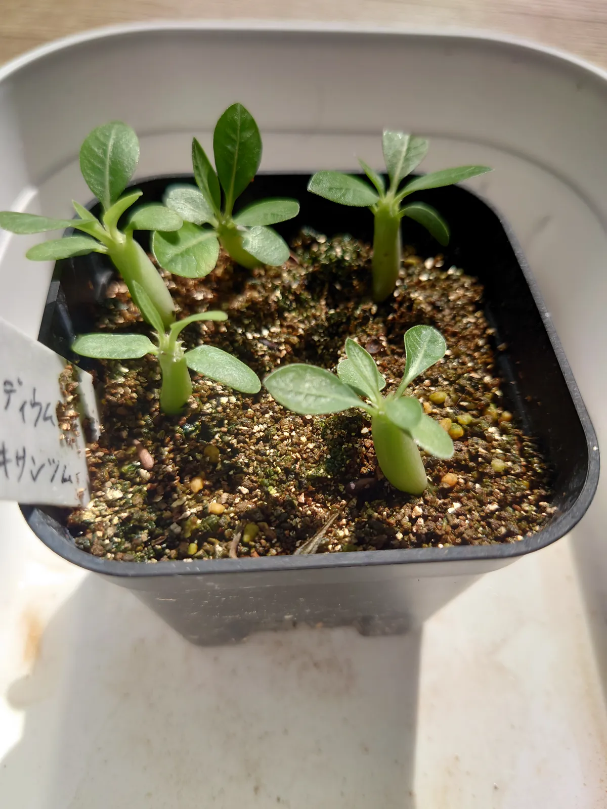 Pachypodium brevicaule subsp. leucoxanthum (パキポディウム レウコキサンツム)