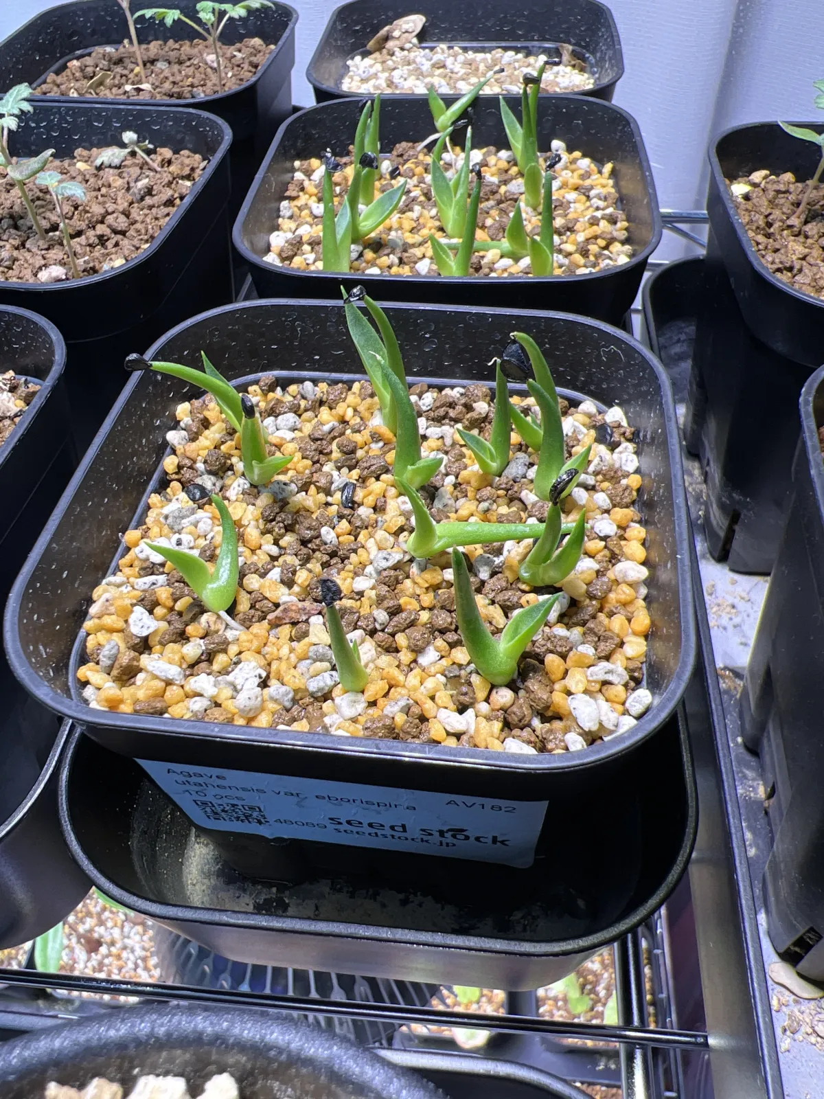 Agave utahensis var. eborispina (アガベ エボリスピナ)