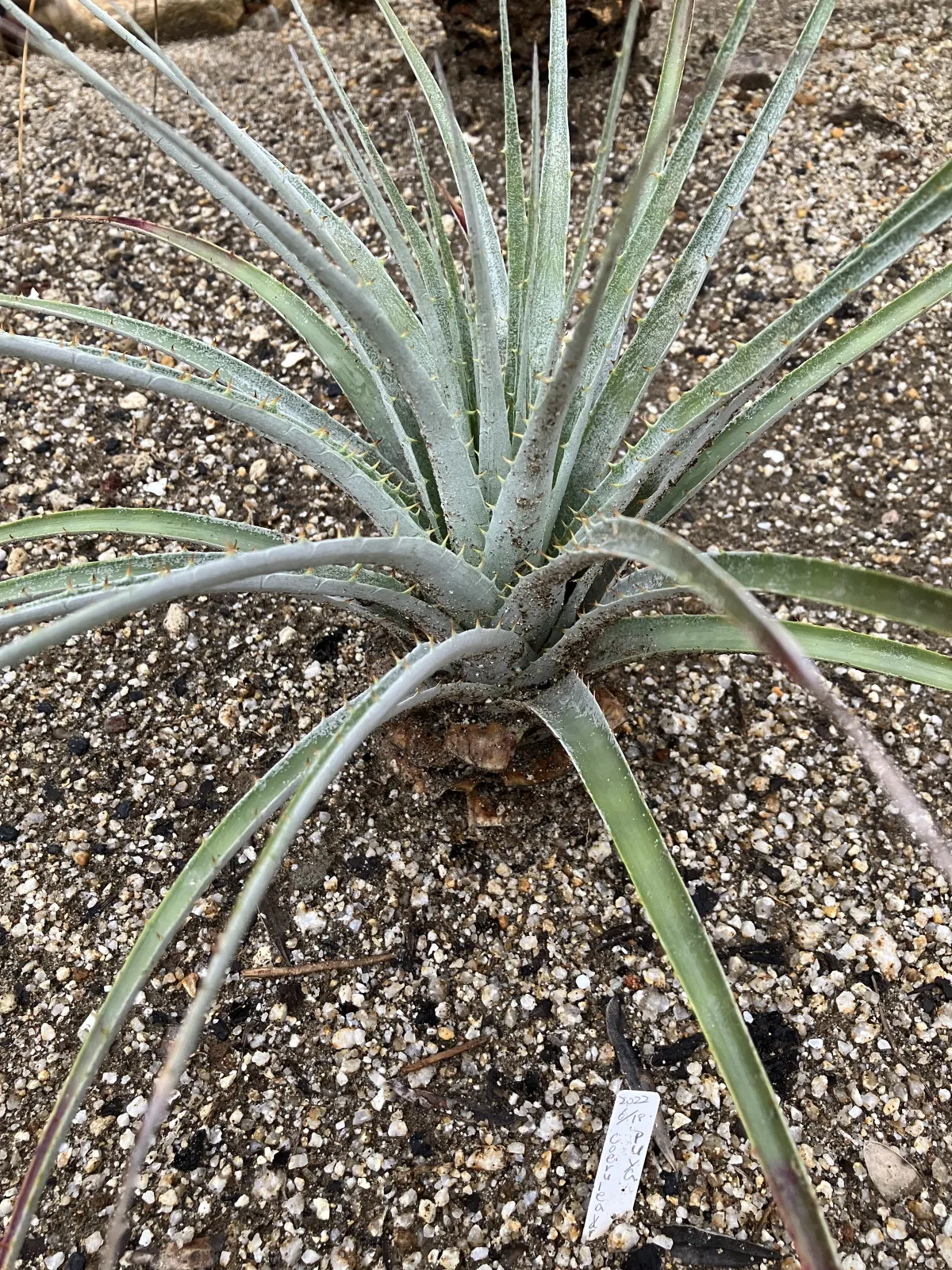 プヤ　セルーレア　実生 種子] プヤ セルーレア Puya coerulea var. coerulea | ブロメリア