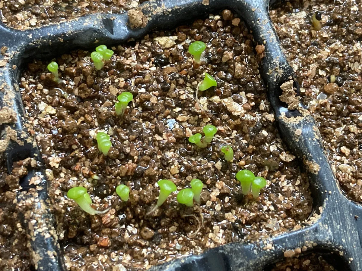 Lithops Mix (リトープス ミックス)