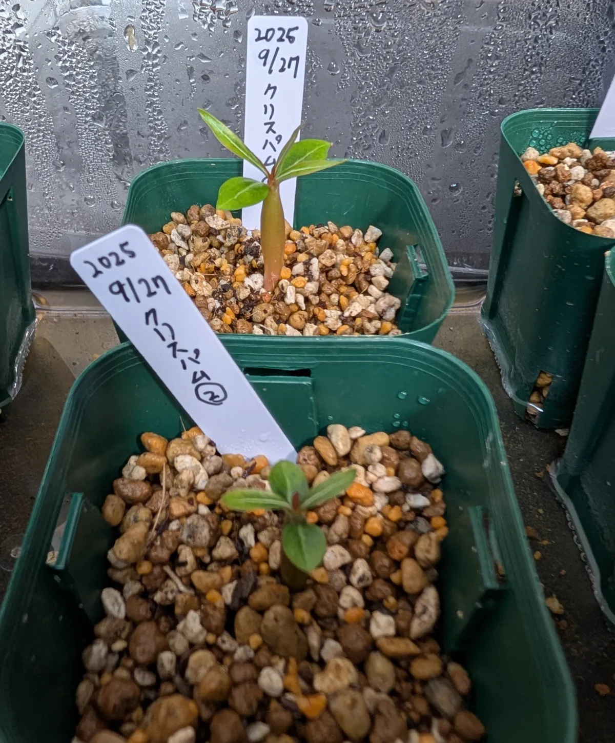 Adenium somalense var. crispum (アデニウム クリスパム)