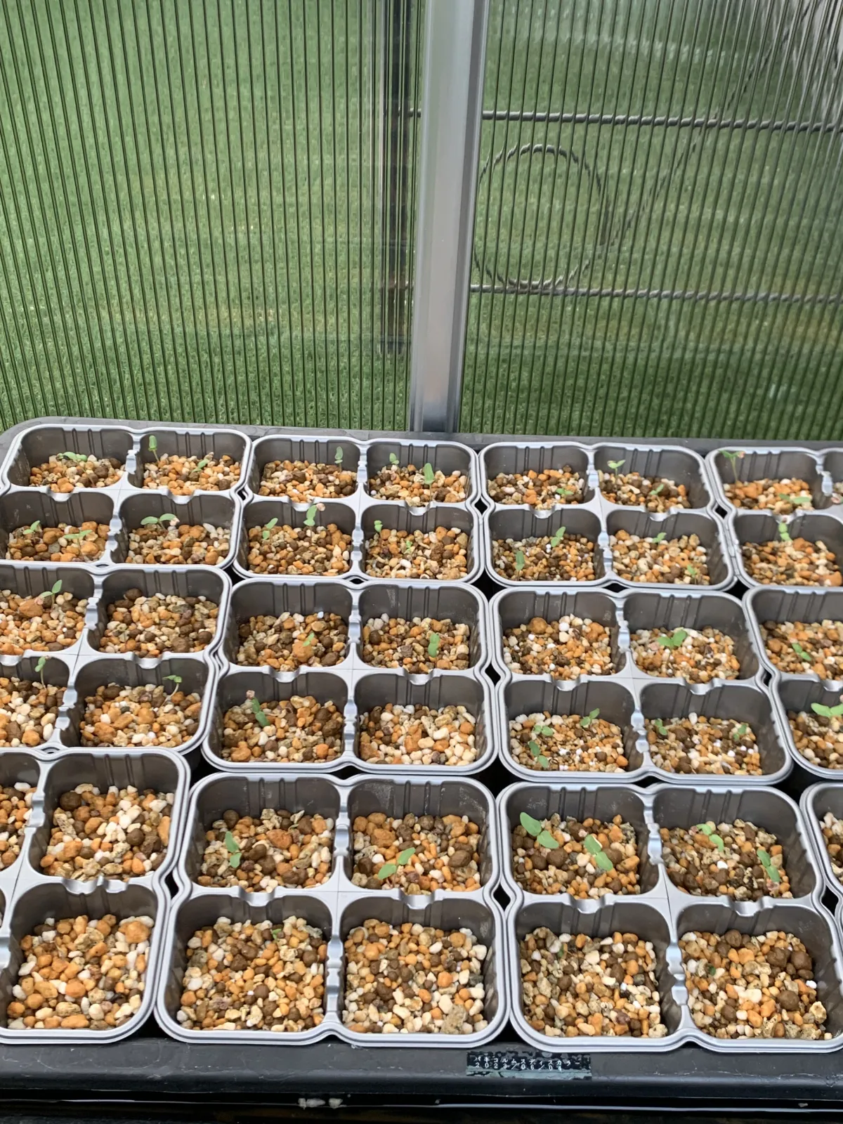 Pachycormus discolor (パキコルムス ディスカラー)