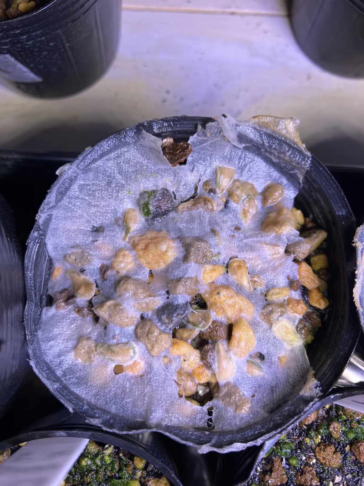 Fockea edulis (フォッケア 火星人)