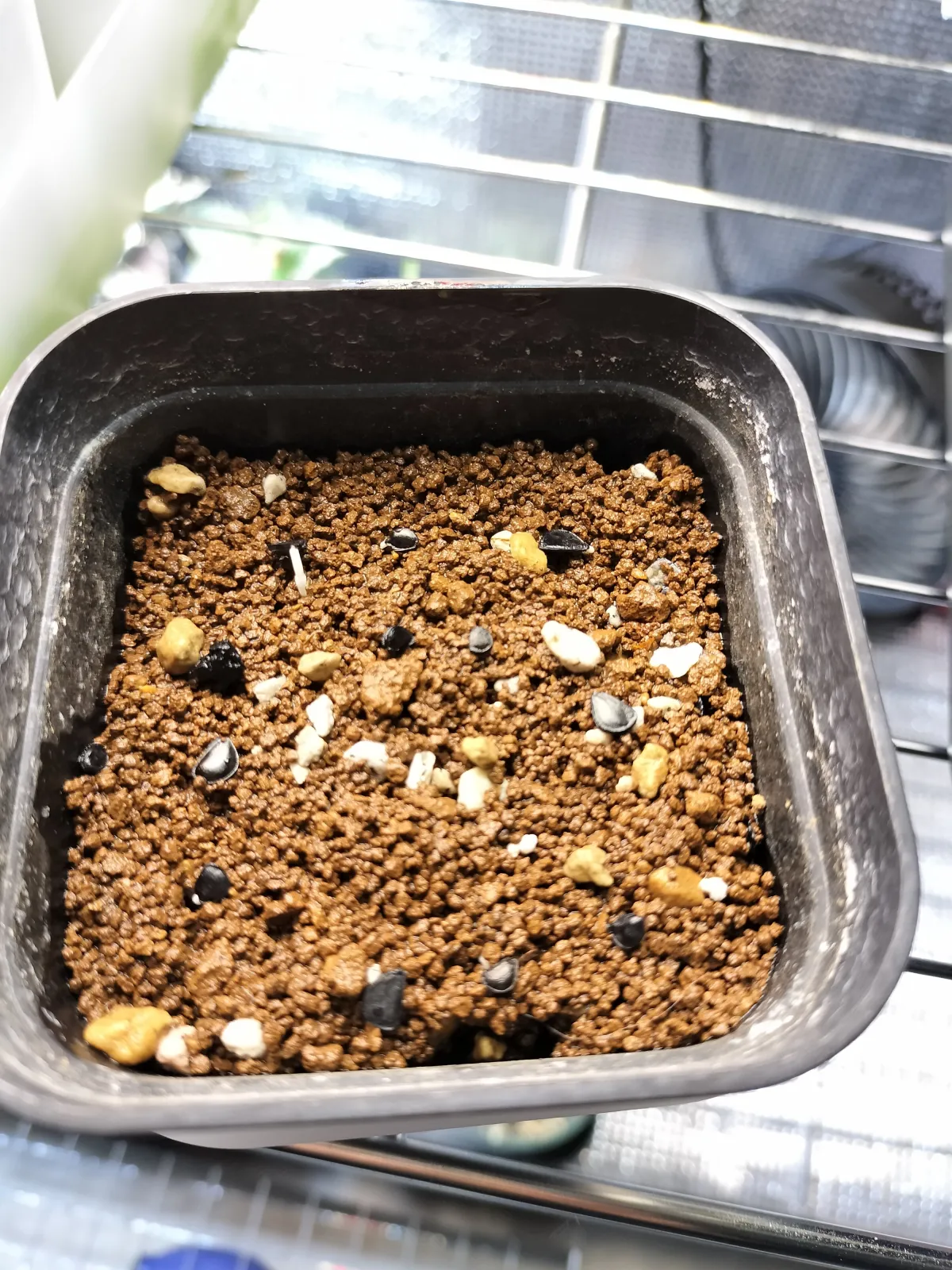 Agave deserti var. deserti (アガベ デザーティ)