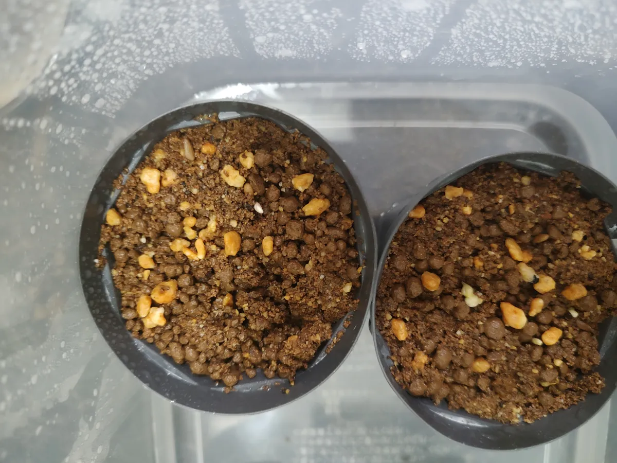 Pachypodium succulentum (パキポディウム サキュレンタム 天馬空)