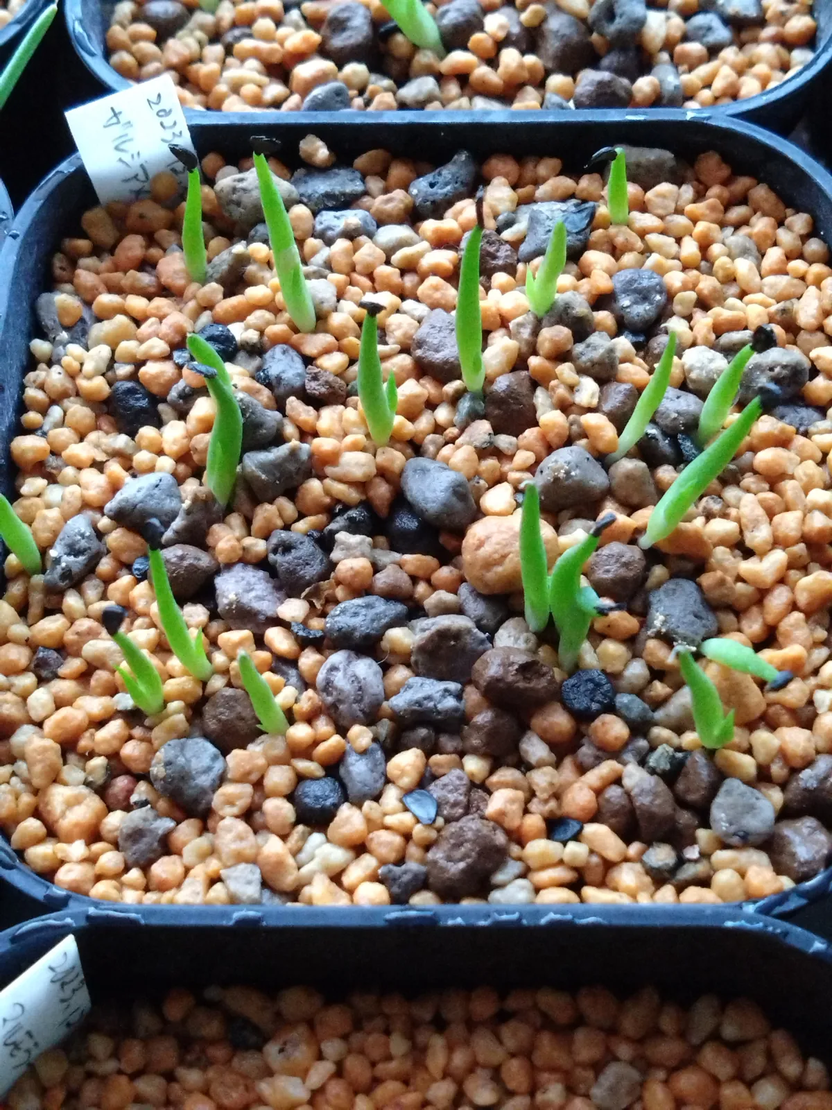 Agave garciae-mendozae (アガベ ガルシアメンドーサ)