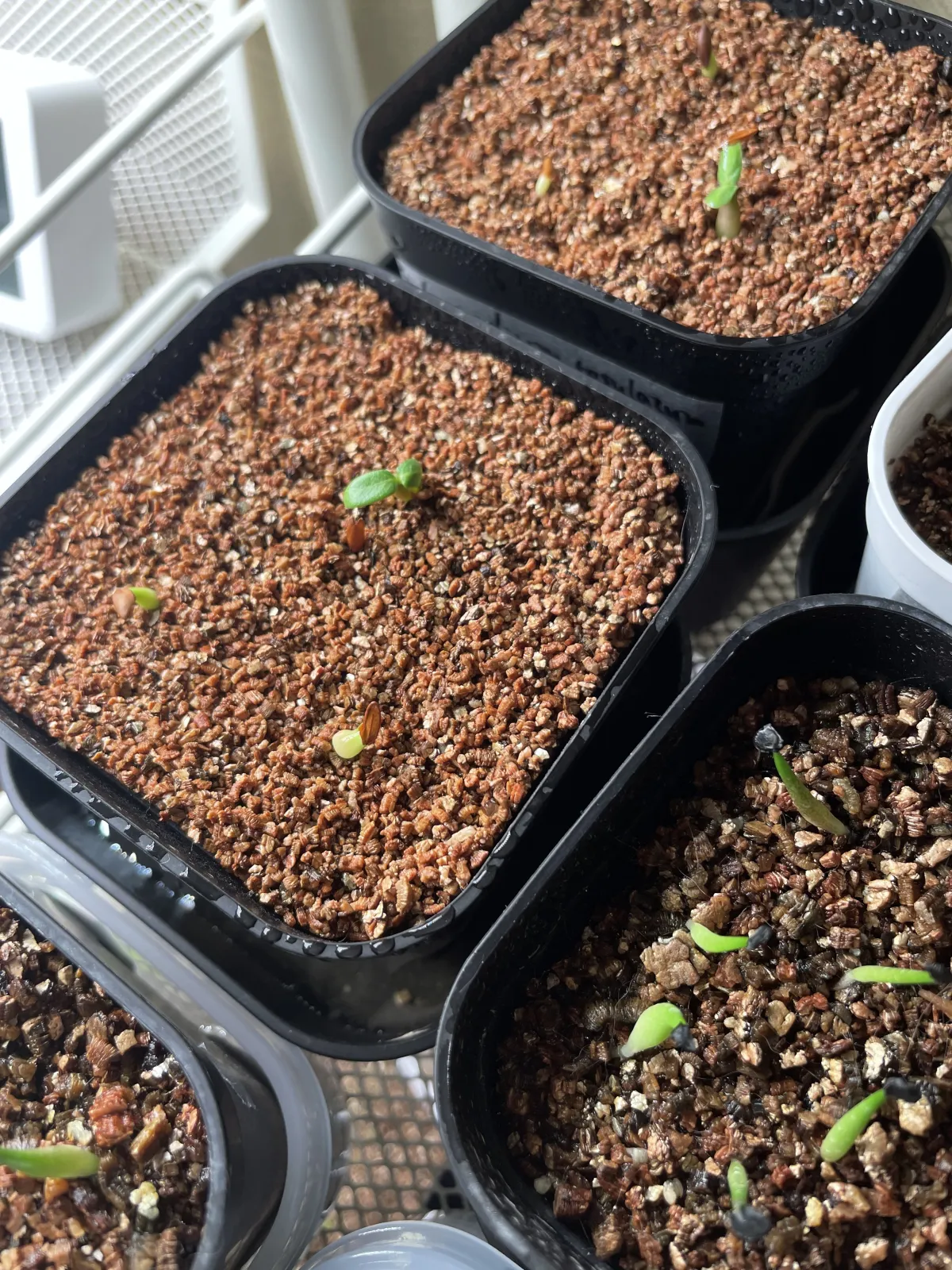 Pachypodium rosulatum var. gracilius (パキポディウム グラキリス)