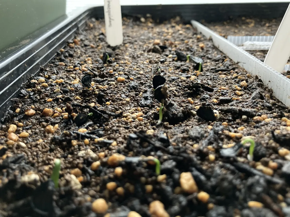 Agave inaequidens (アガベ インアクイデンス)