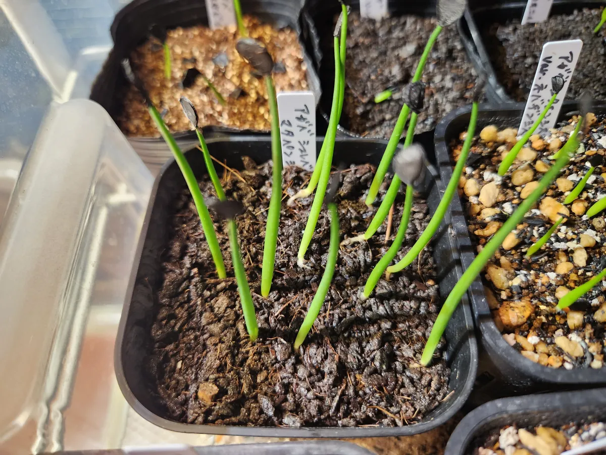 Agave shrevei ssp. matapensis (アガベ シュリベイマタペンシス)