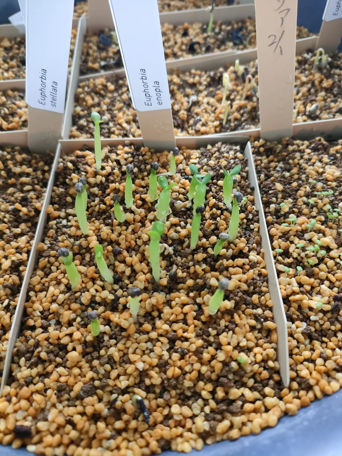 Euphorbia enopla (ユーフォルビア エノプラ 紅彩閣)