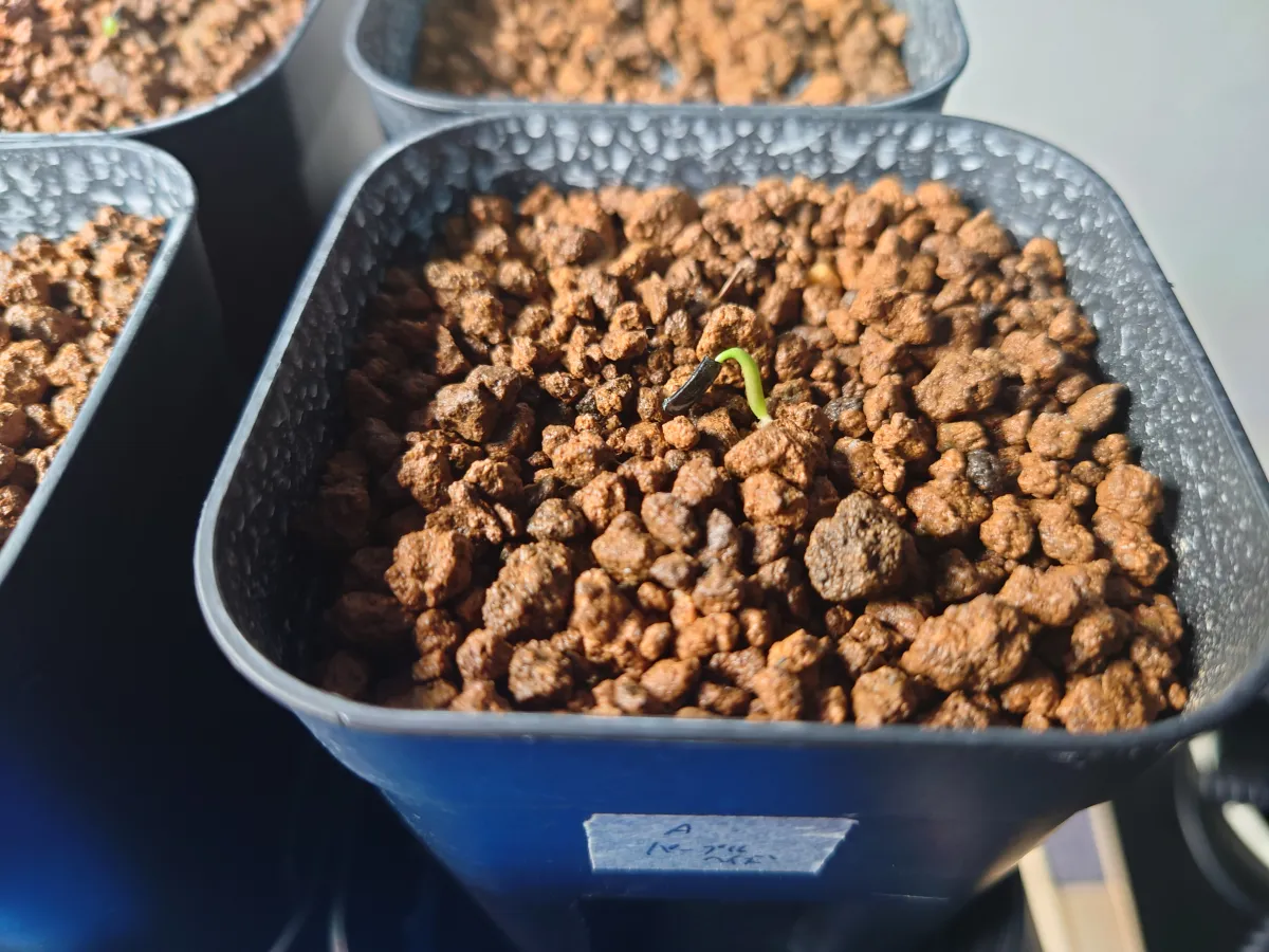 Agave potatorum Purple Haze (アガベ パープルヘイズ)