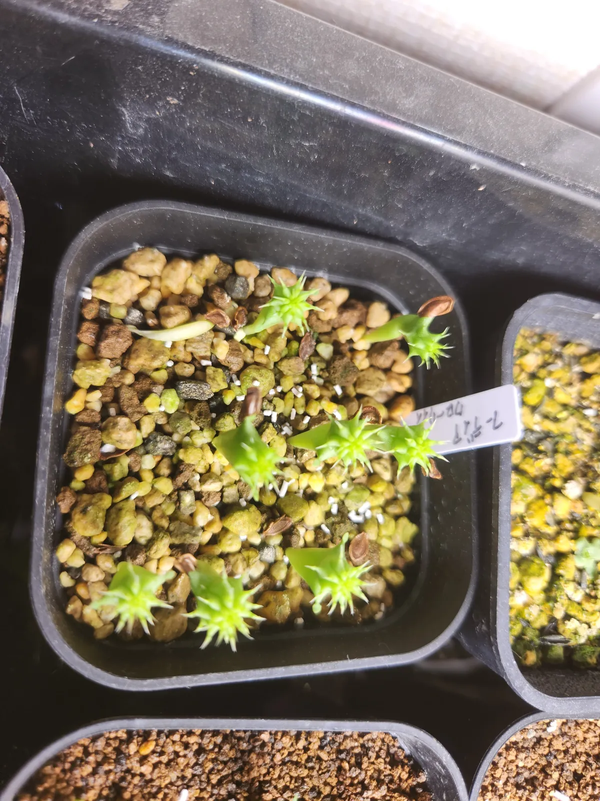 Hoodia currorii subsp. lugardii (フーディア ルガルディ)