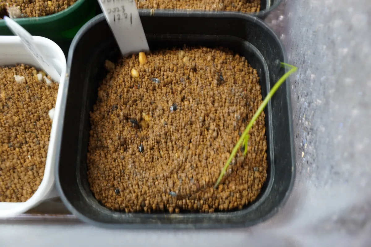 Bowiea volubilis (ボウィエア ボルビリス 蒼角殿)