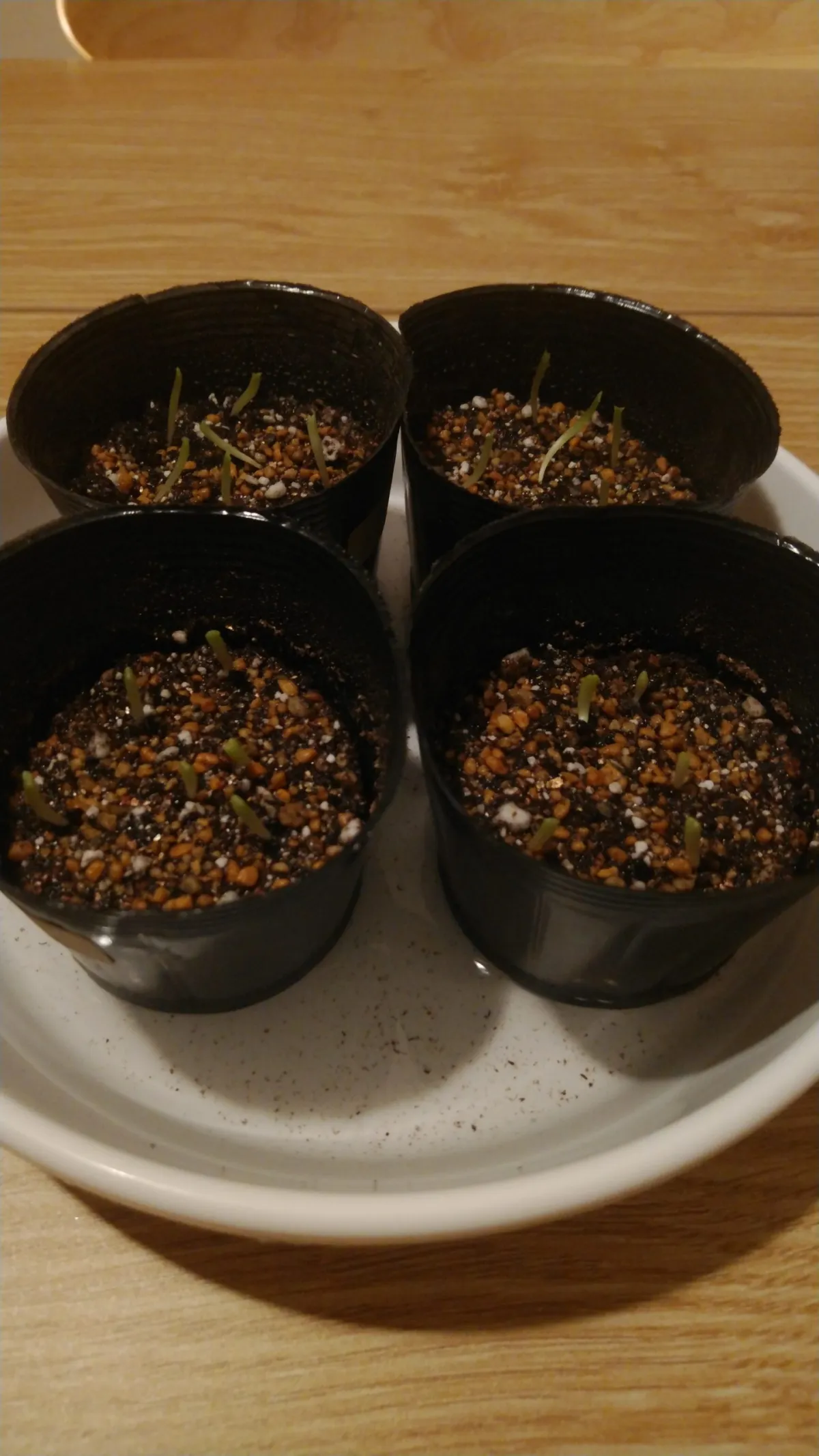 Astrophytum asterias var. nudum (アストロフィツム 瑠璃兜)