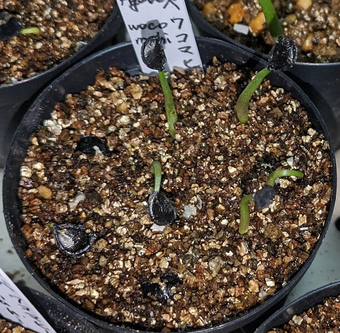 Agave wocomahi (アガベ ワコマヒー)