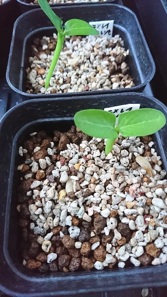 Pachypodium lamerei var. fiherenense (パキポディウム フィヘレンセ)