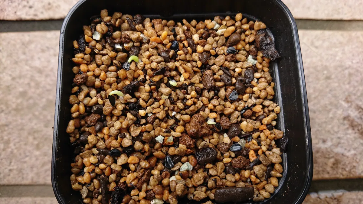 Agave titanota 'Blue' (アガベ チタノタブルー)