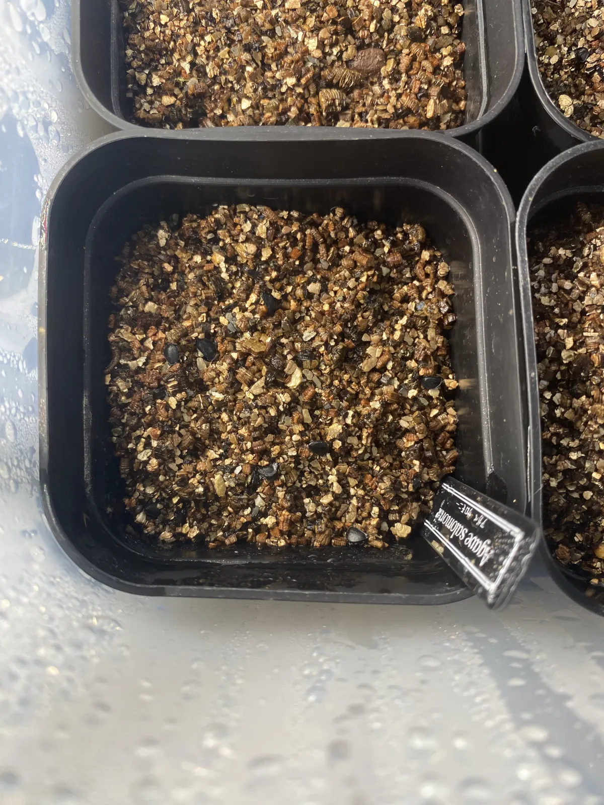 Agave salomonii 'Magnifica' (アガベ サロモニー)