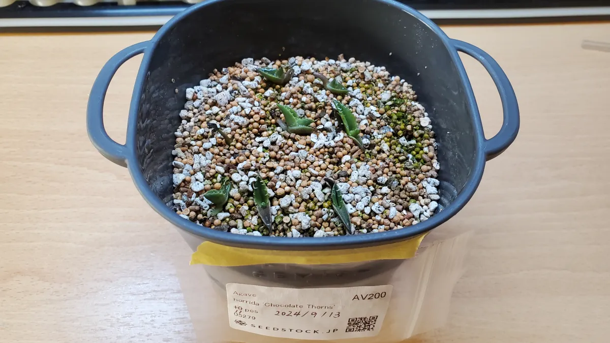 Agave horrida 'Chocolate Thorn' (アガベ ホリダ チョコレートソーン)