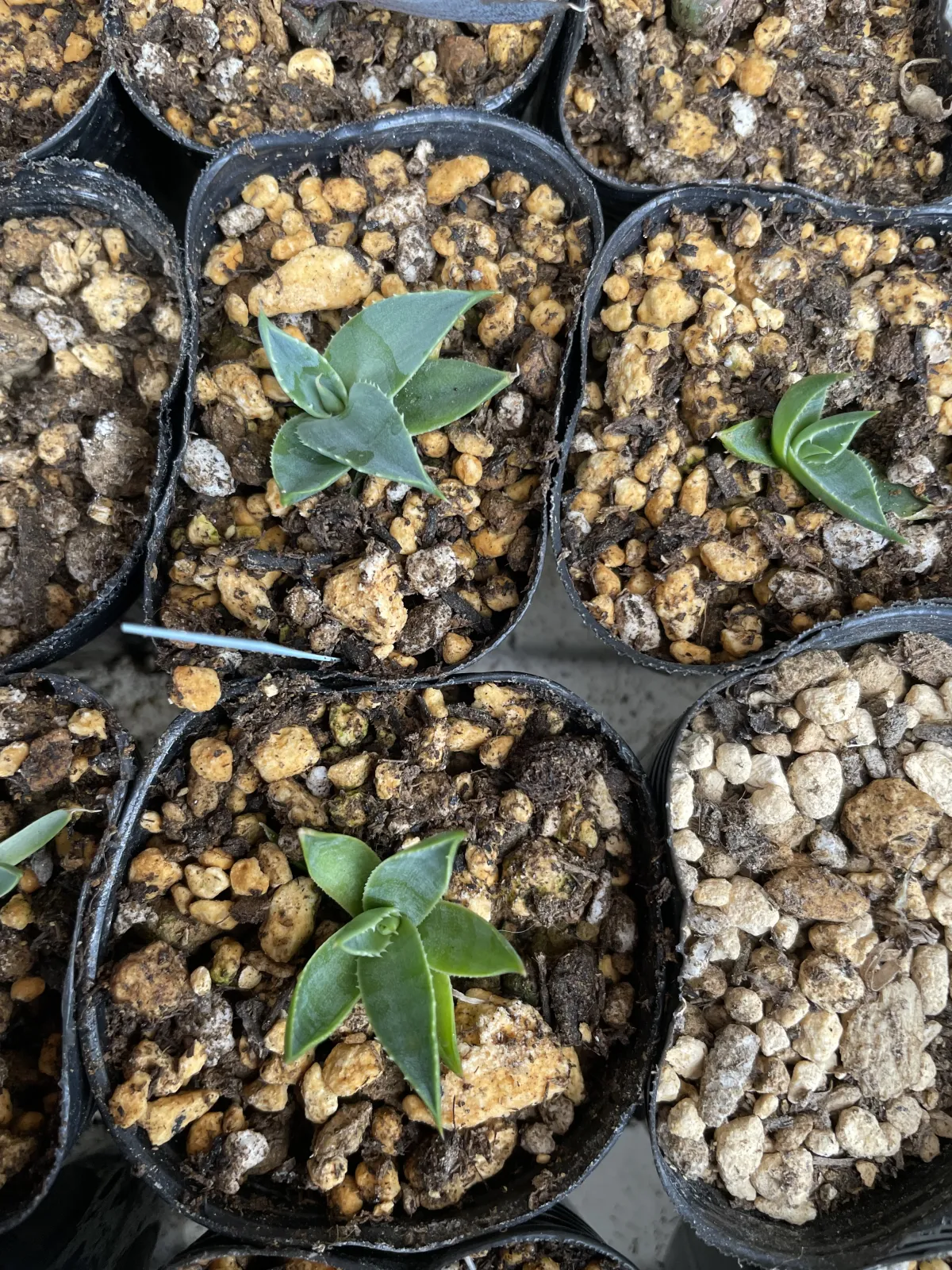 Agave utahensis var. eborispina (アガベ エボリスピナ)