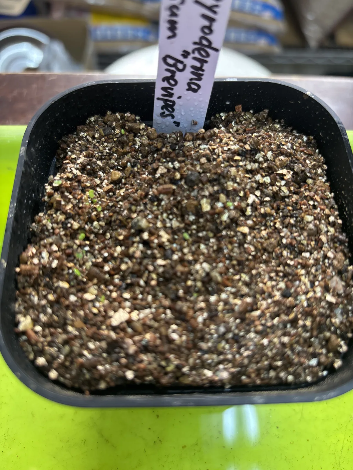 Argyroderma fissum (アルギロデルマ フィッサム)