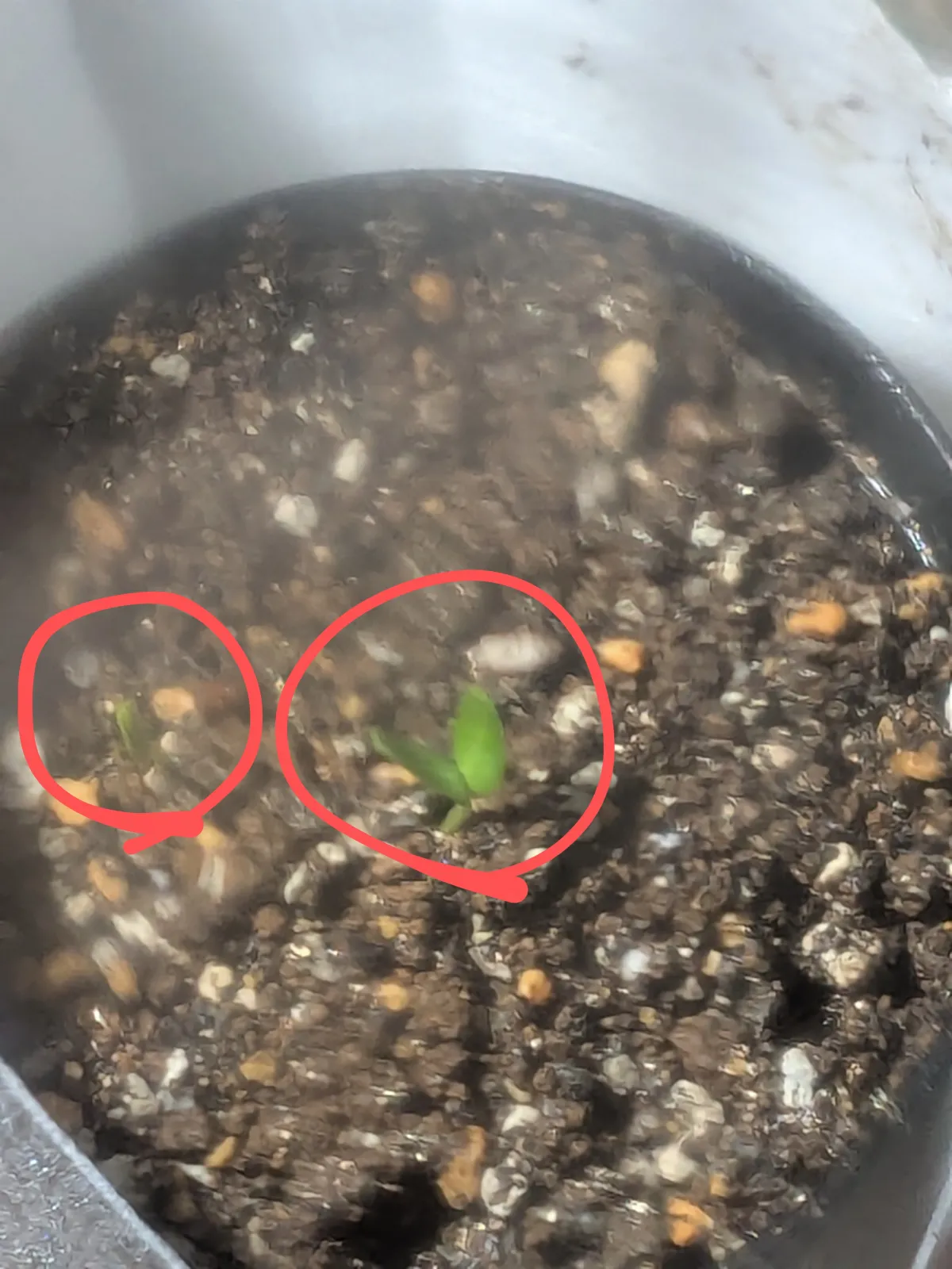 Senna meridionalis (センナ メリディオナリス)