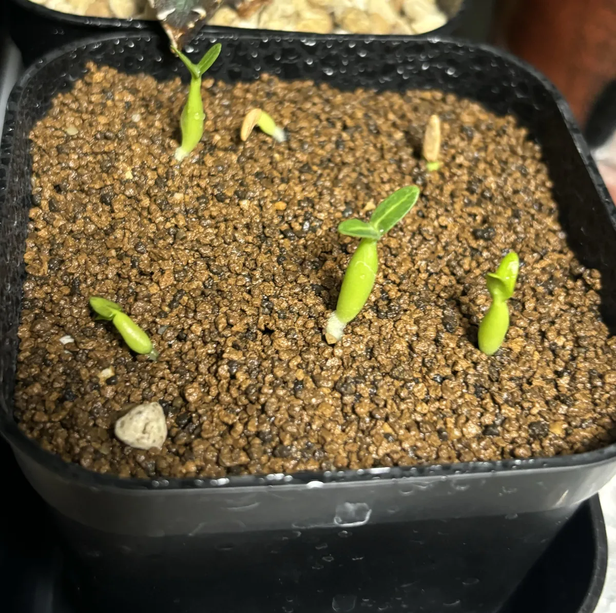 Pachypodium rosulatum var. gracilius (パキポディウム グラキリス)