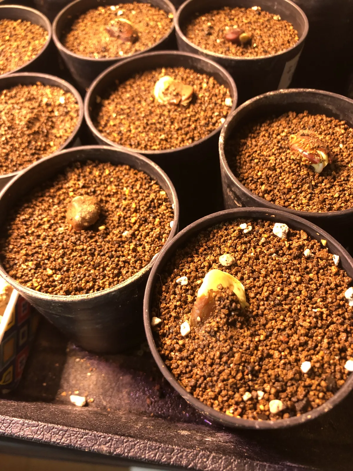 Acacia nigrescens (アカシア ニグレセンス)