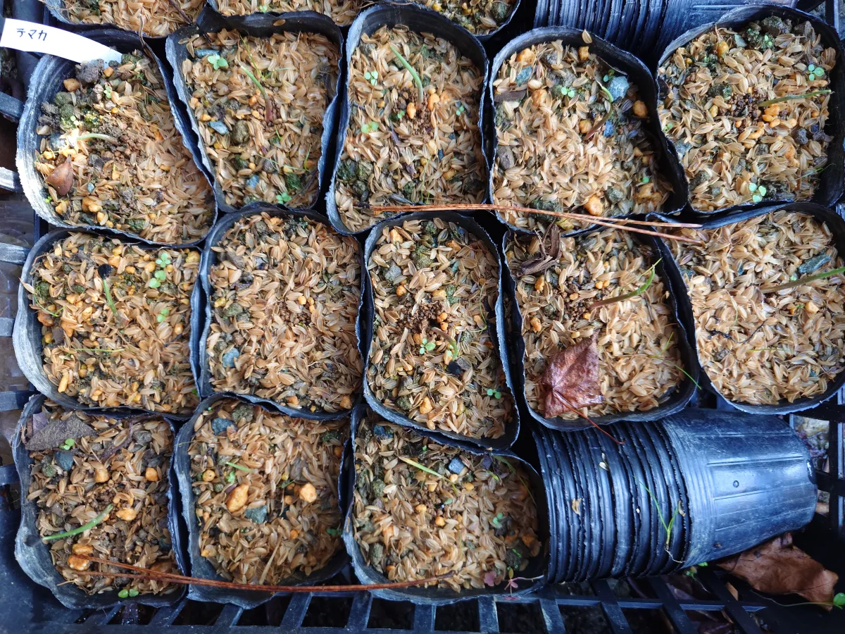 Agave temacapulinensis (アガベ テマカプリネンシス)