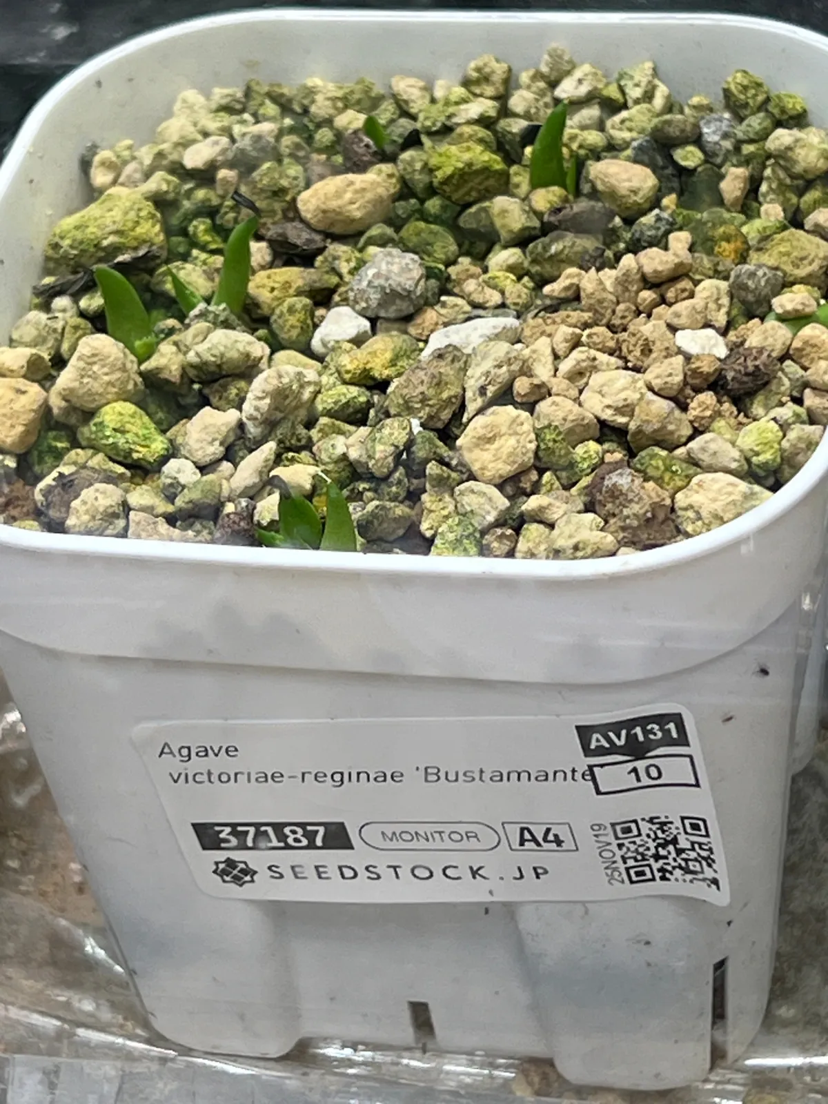 Agave victoriae-reginae 'Bustamante' (アガベ バスタマンテ)