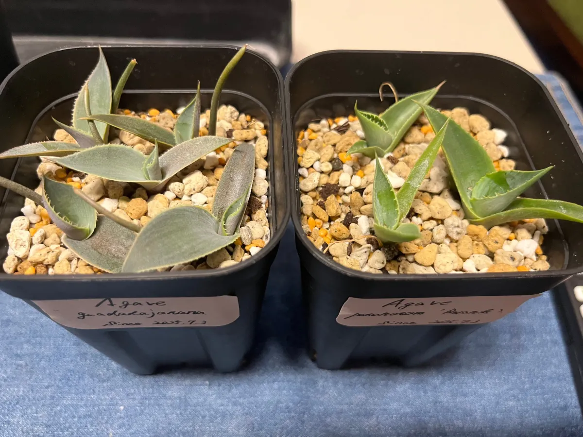 Agave guadalajarana (アガベ グアダラハラナ)