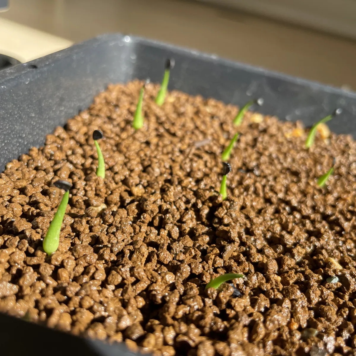 Agave utahensis var. eborispina (アガベ エボリスピナ)