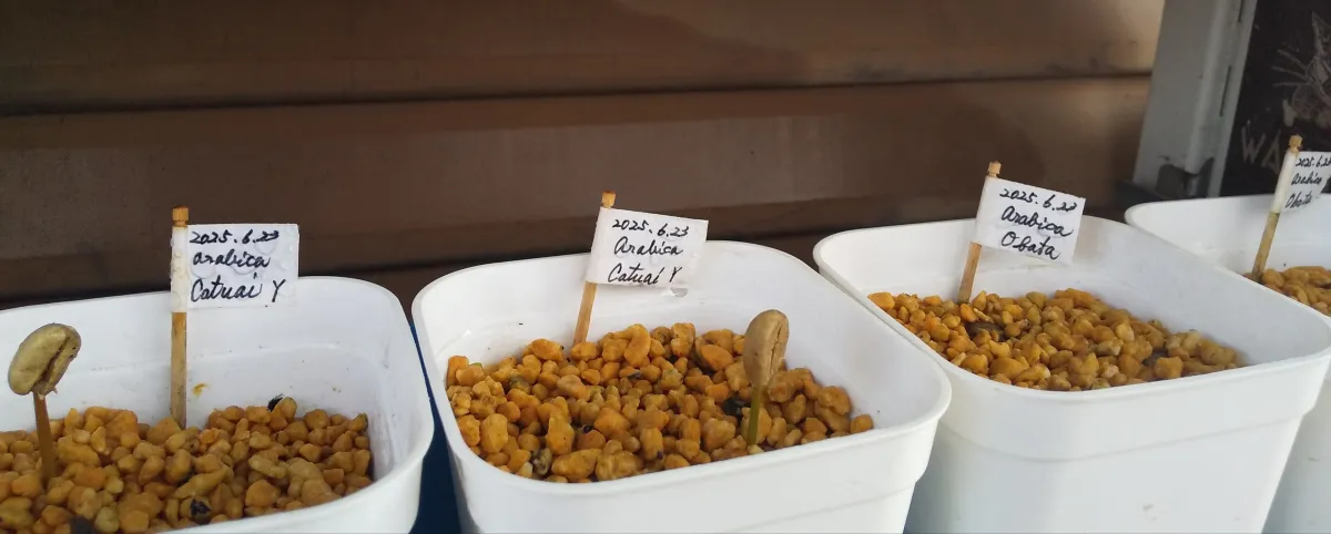 Coffea arabica (コーヒー アラビカ)