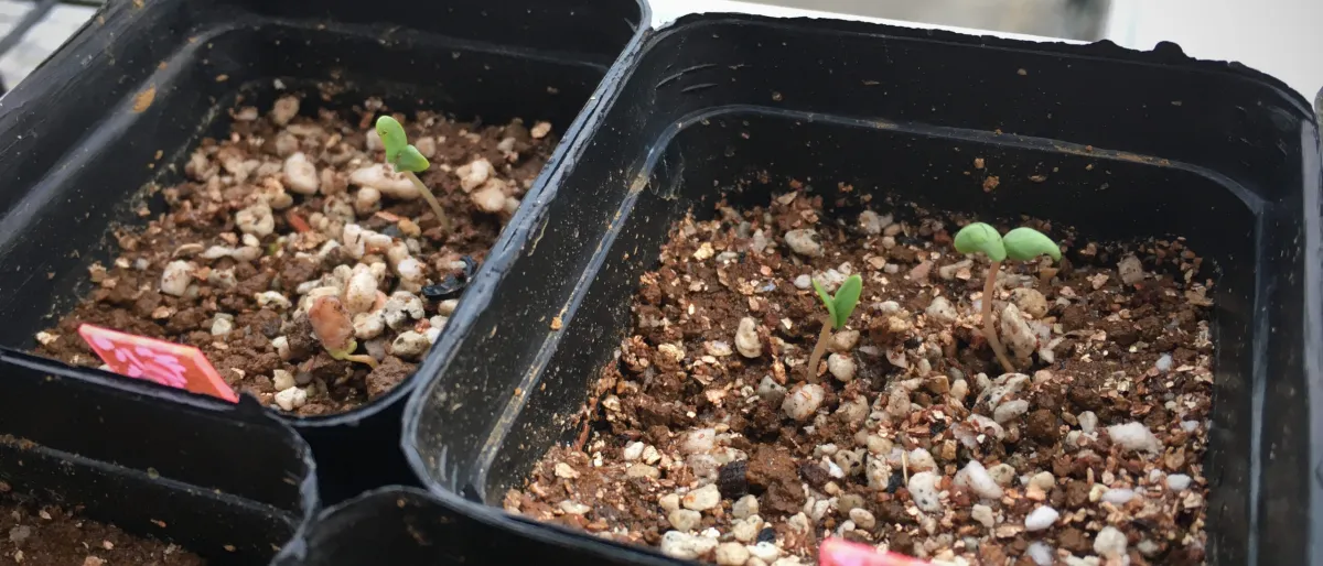 Pachycormus discolor (パキコルムス ディスカラー)