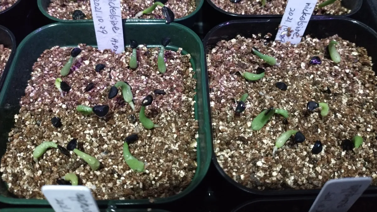 Agave nickelsiae (アガベ ニッケルシー)