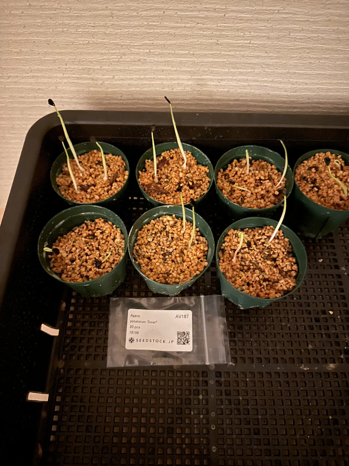 Agave potatorum Dwarf (アガベ ポタトラムドワーフ)