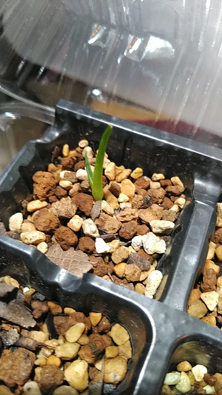 Agave stricta (アガベ ストリクタ)