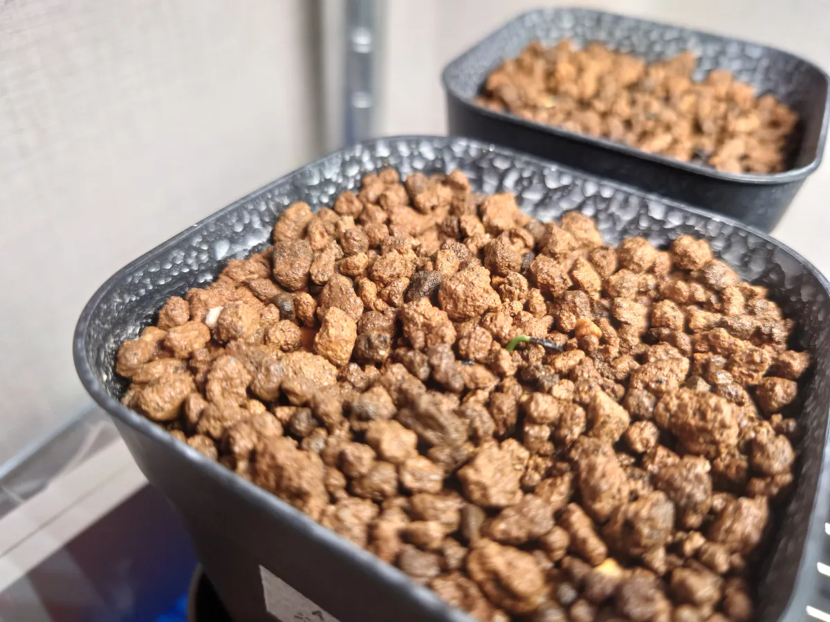 Agave gentryi (アガベ ジェントリー)