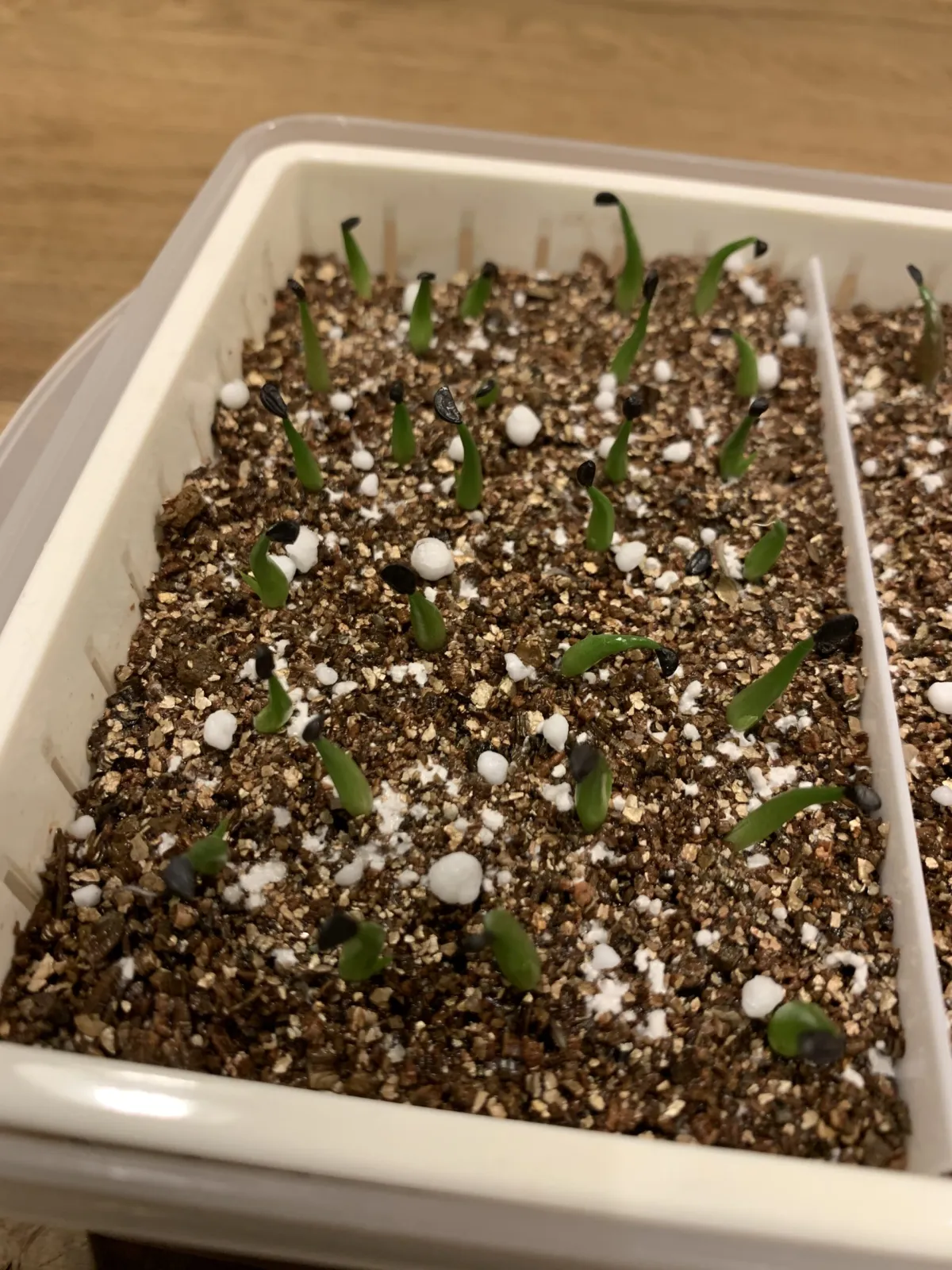 Agave horrida ssp. horrida (アガベ ホリダ)