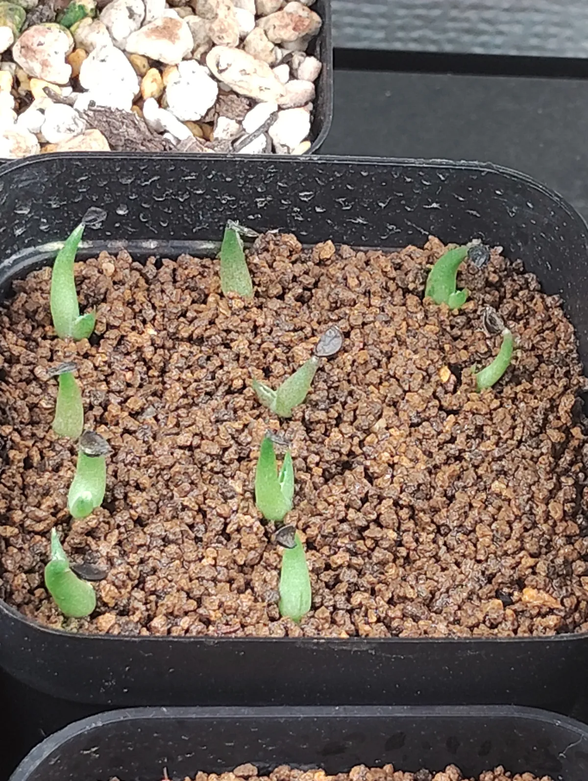 Agave horrida 'Chocolate Thorn' (アガベ ホリダ チョコレートソーン)