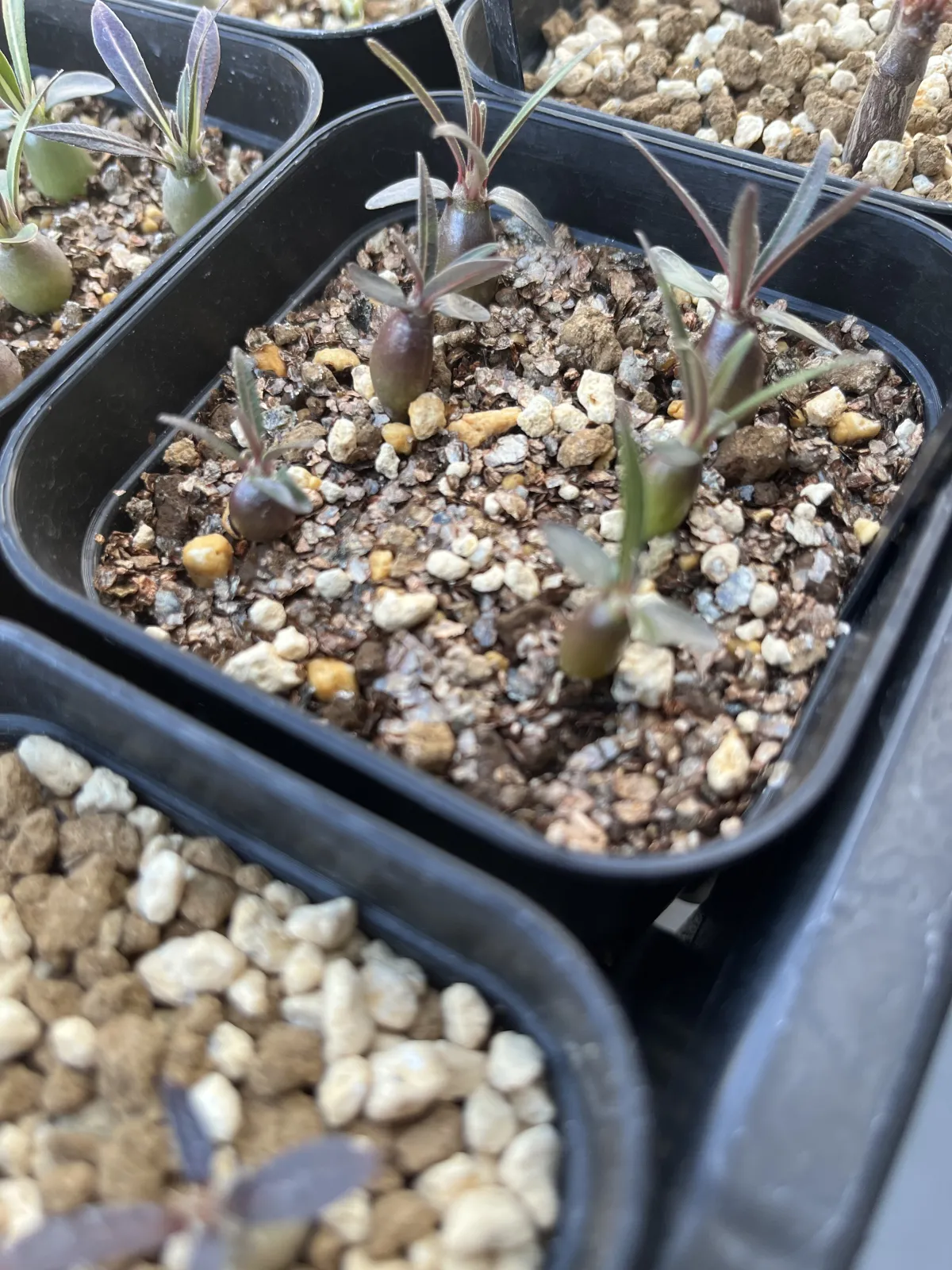 Pachypodium rosulatum ssp. cactipes (パキポディウム カクチペス)