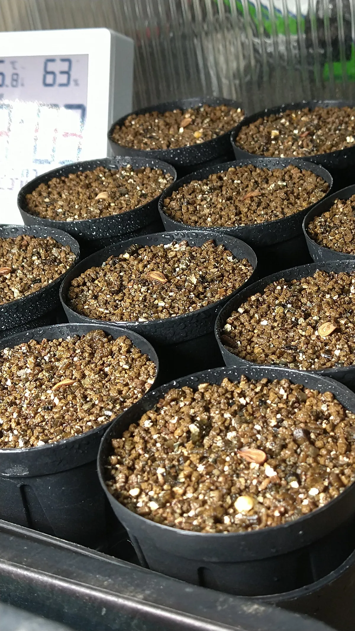 Pachypodium windsorii (パキポディウム ウィンゾリー)