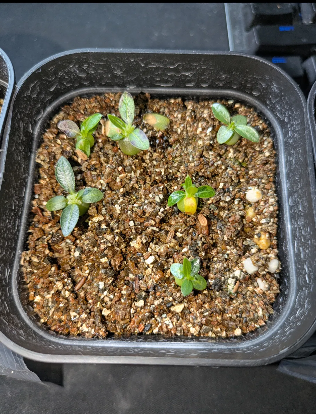 Pachypodium brevicaule subsp. leucoxanthum (パキポディウム レウコキサンツム)