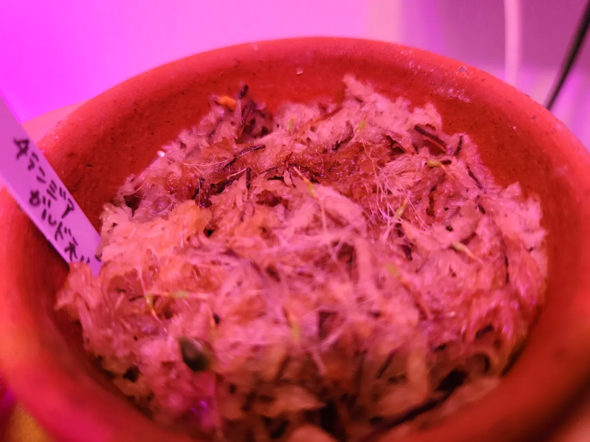 Tillandsia gardneri (ティランジア ガルドネリー)