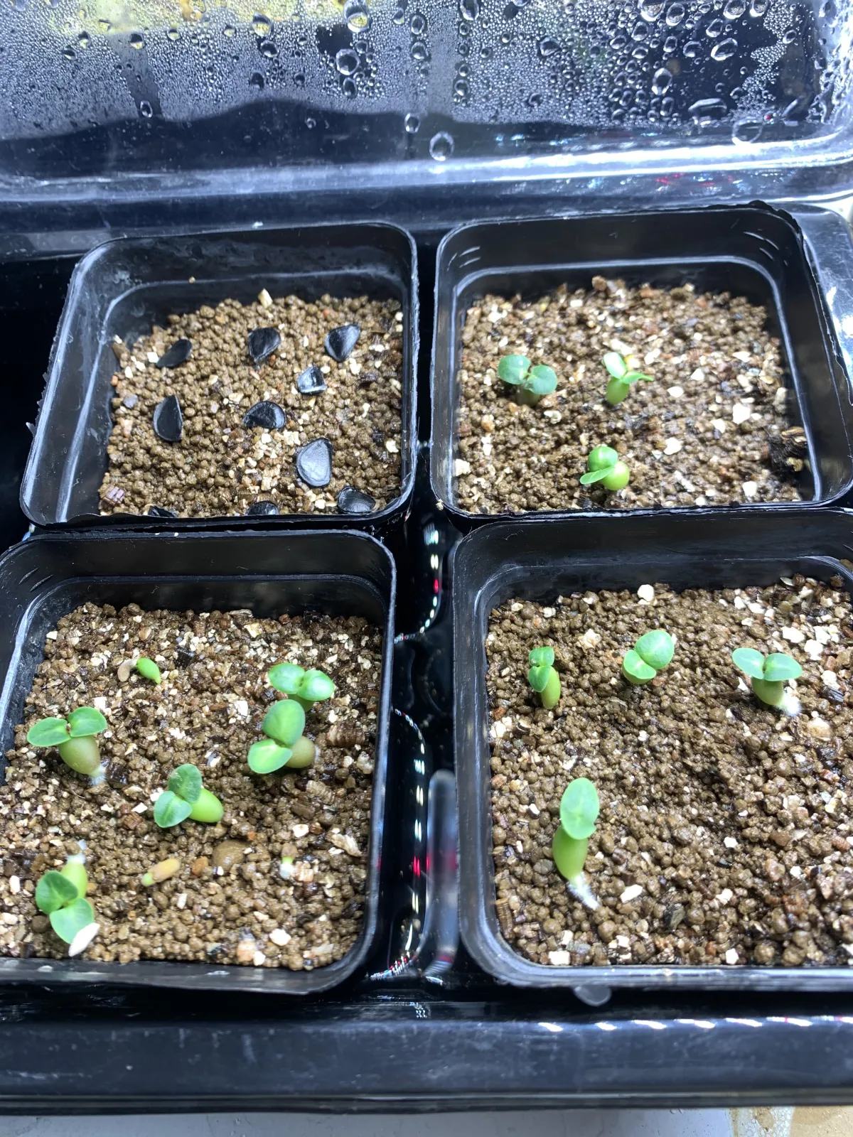 Pachypodium bispinosum (パキポディウム ビスピノーサム)