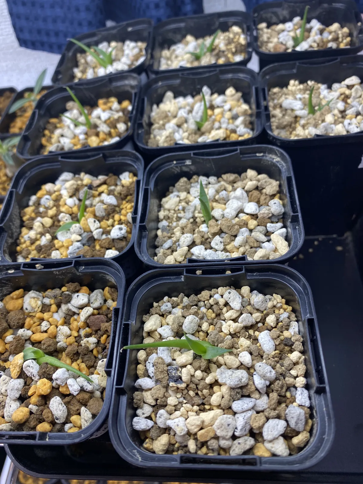 Agave utahensis var. eborispina 'Hayford' (アガベ エボリスピナ ヘイフォード)