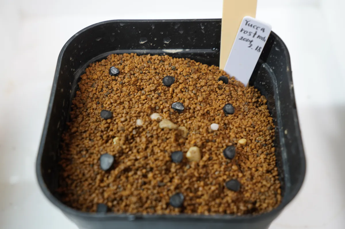 Yucca rostrata (ユッカ ロストラータ)